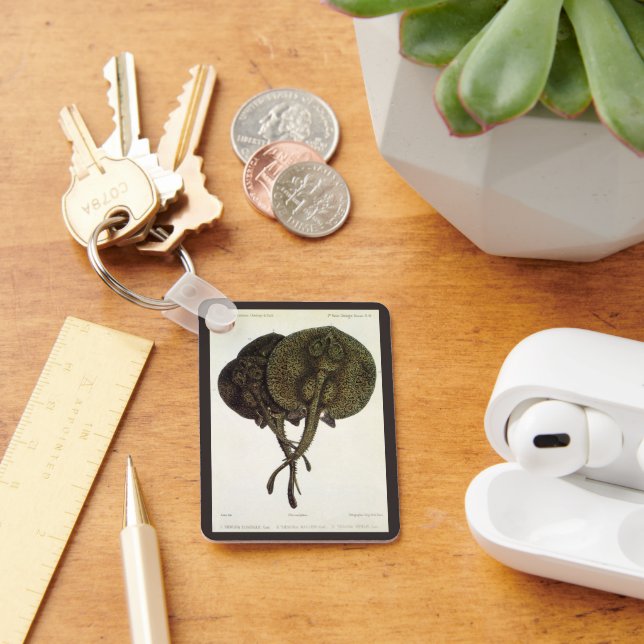 Sting Rays Stingrays, Vintage Marine Life Animals Keychain (Desk)