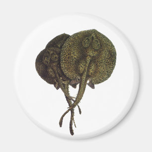 Sting Rays Stingrays, Vintage Marine Life Animals Magnet