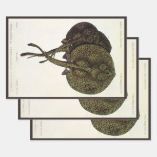 Sting Rays Stingrays, Vintage Marine Life Animals Wrapping Paper Sheets