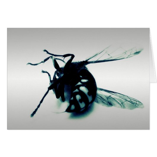 Stinger 8 (Front Horizontal)