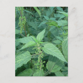 Stinging Nettles Postcard