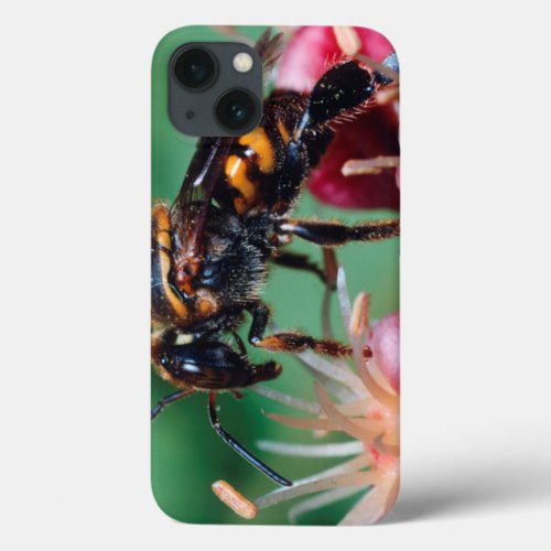 Stingless Bee Meliponini Collecting Nectar iPhone 13 Case