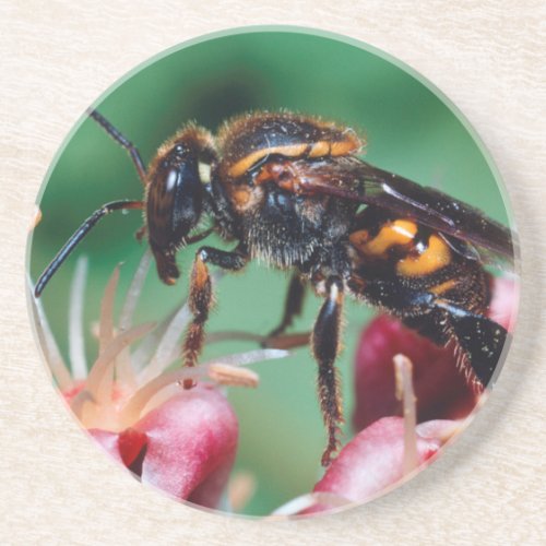 Stingless Bee Meliponini Collecting Nectar Coaster