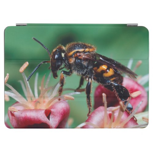 Stingless Bee Meliponini Collecting Nectar iPad Air Cover