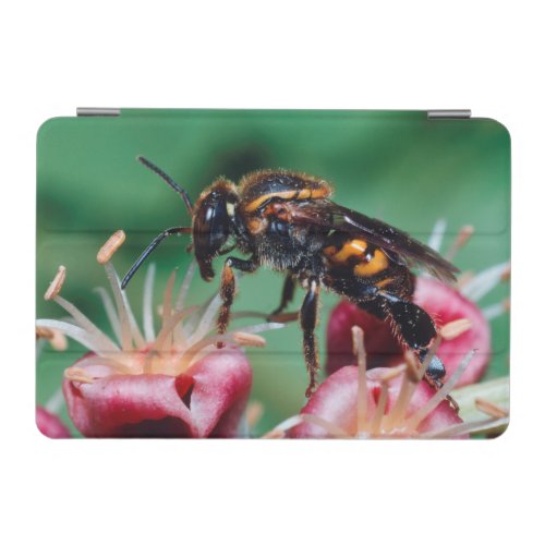 Stingless Bee Meliponini Collecting Nectar iPad Mini Cover