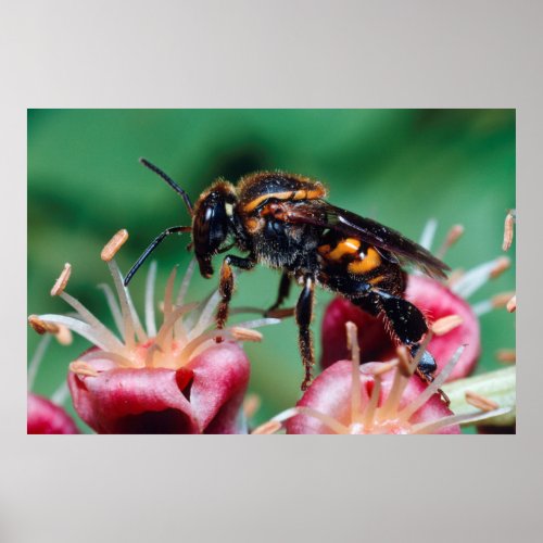 Stingless Bee Meliponini Collecting Nectar Poster