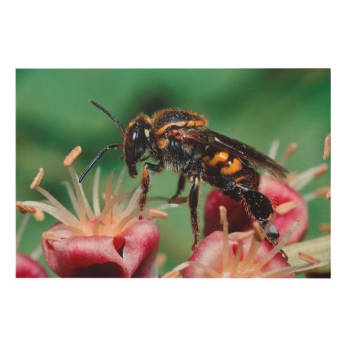 Stingless Bee Meliponini Collecting Nectar Wood Wall Art