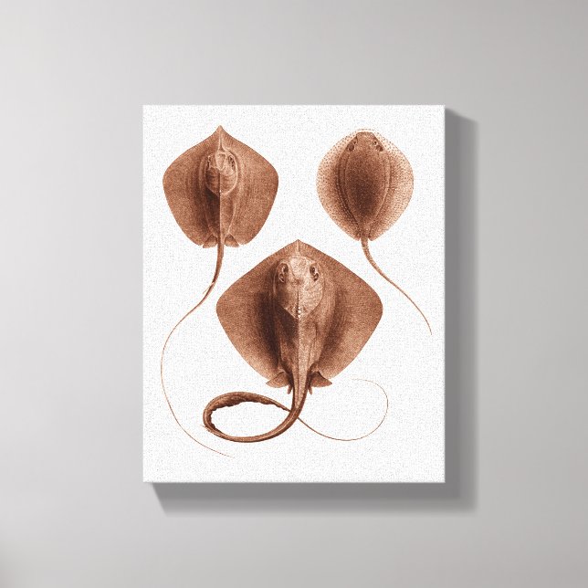 Stingray #1 Wrapped Canvas Wall Art (Front)