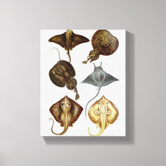 Stingray #4 Wrapped Canvas Wall Decor (Front)