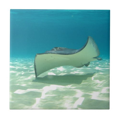 Stingray Ceramic Tile