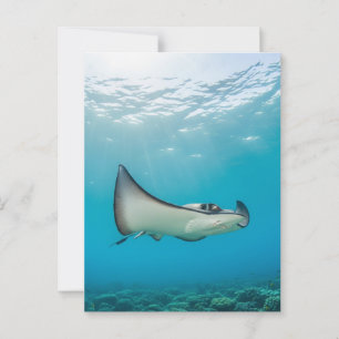 Stingray in Grand Cayman Travel Postcard