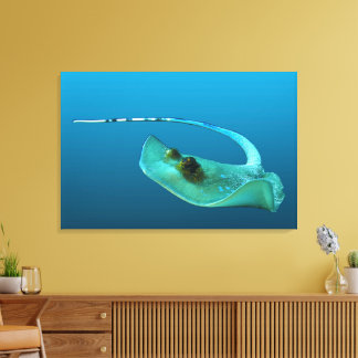 Stingray in motion! Gradient blue background |  Canvas Print