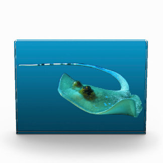 Stingray in motion! Gradient blue background |  Photo Block