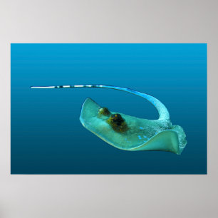Stingray in motion! Gradient blue background Poster