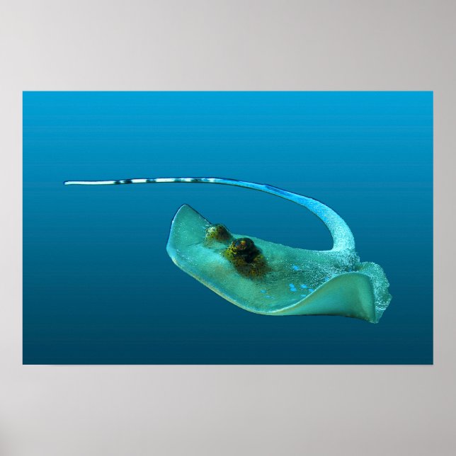 Stingray in motion! Gradient blue background |  Poster (Front)
