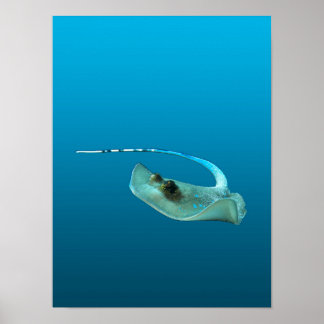 Stingray in motion! Gradient blue background |  Poster