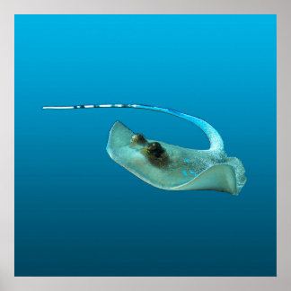 Stingray in motion! Gradient blue background |  Poster