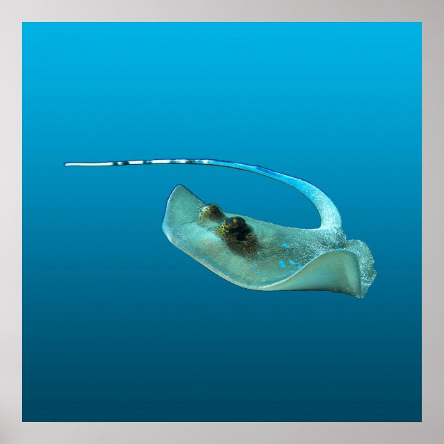 Stingray in motion! Gradient blue background |  Poster (Front)