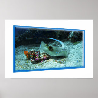 Stingray in motion - Photographic design |  Poster