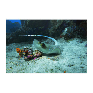 Stingray in move - Photo taken at Coral Triangle | Acrylic Print