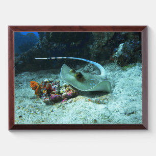 Stingray in move - Photo taken at Coral Triangle Award Plaque