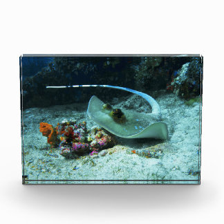 Stingray in move - Photo taken at Coral Triangle | Block