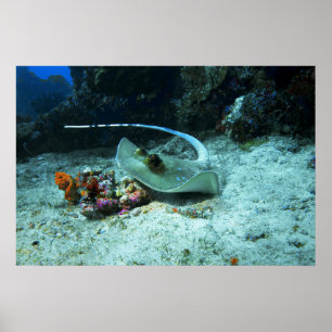 Stingray in move - Photo taken at Coral Triangle Poster