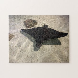 Stingray
