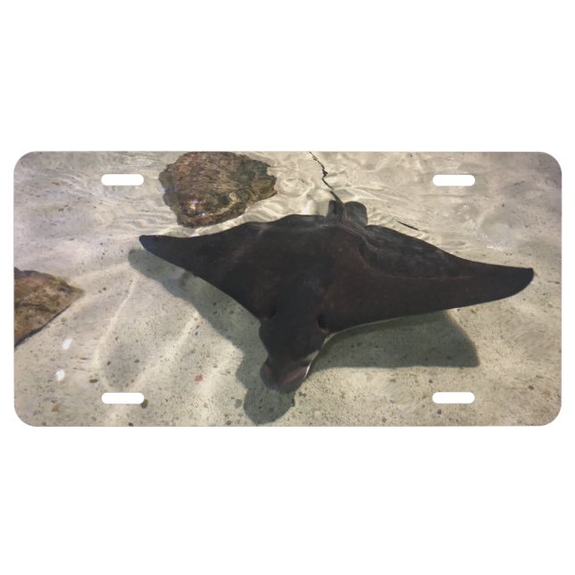 Stingray License Plate (Front)