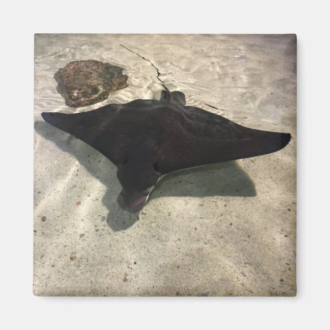 Stingray Magnet (Front)