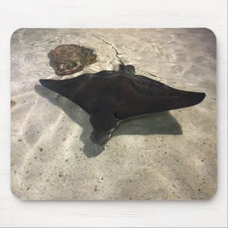 Stingray