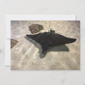Stingray