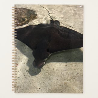 Stingray