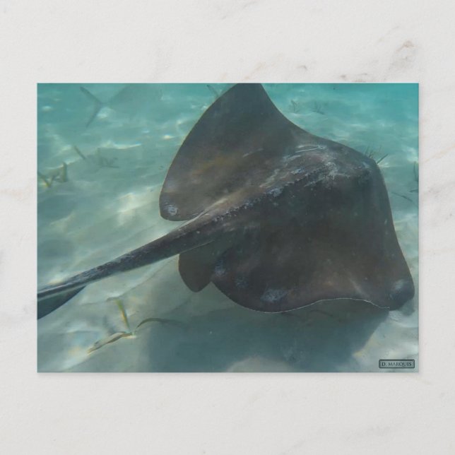 STINGRAY POSTCARD (Front)