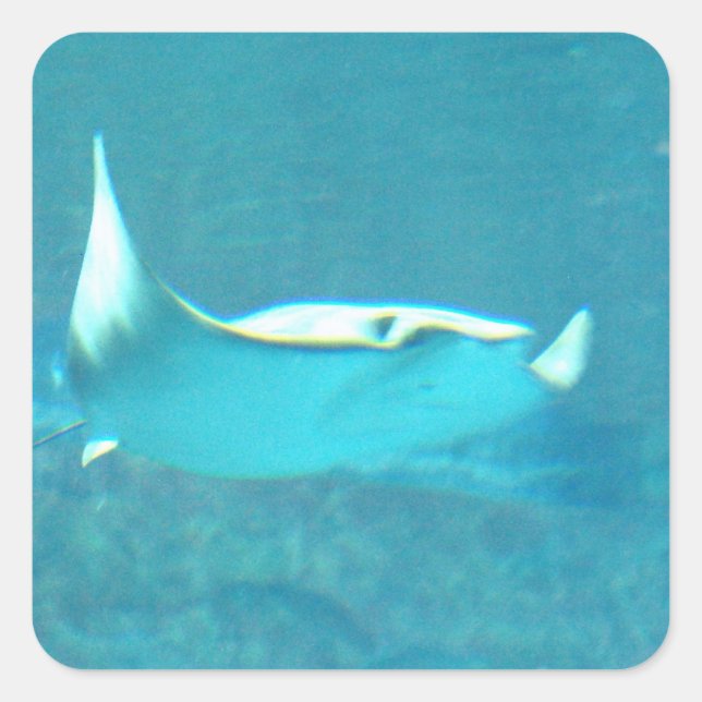 Stingray  Stickers (Front)