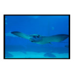 Stingray Swimming Under the Water Poster