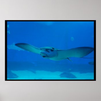 Stingray Swimming Under The Water Poster by WildlifeAnimals at Zazzle
