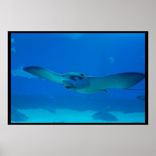 Stingray Swimming Under the Water Poster