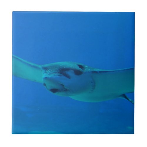 Stingray Swimming Under Water Tile