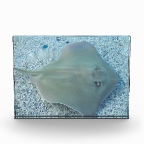 Stingray Underwater Acrylic Award