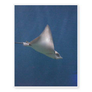 Stingrays Temporary Tattoos