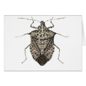 stink bug cards (Front Horizontal)