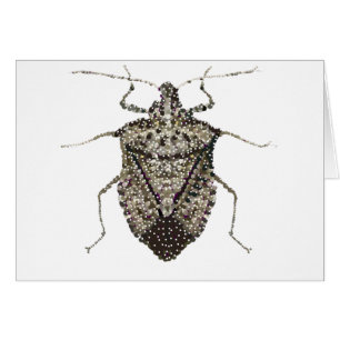 stink bug cards