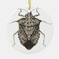 stink bug