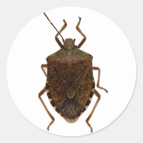 Stink Bug Classic Round Sticker