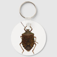 Stink Bug