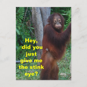 Stink Eye Animals Showing Emotions Postcard