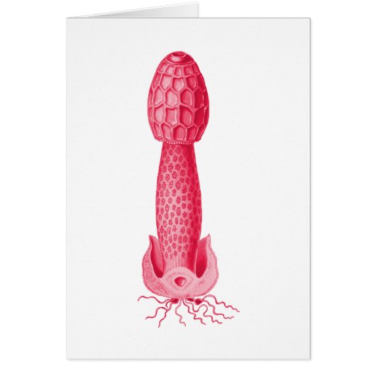 Stinkhorn Cards (Front)