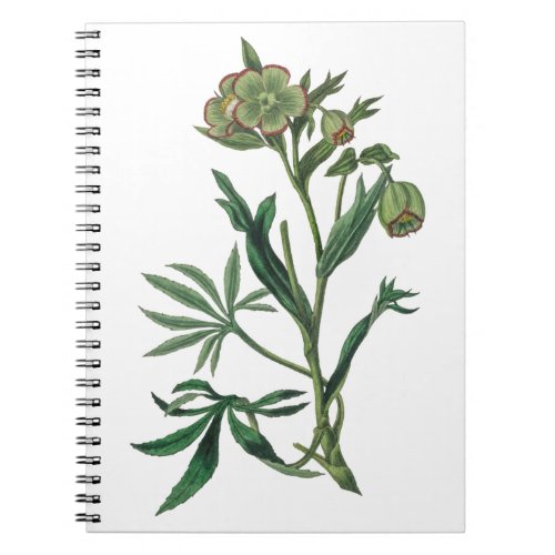 Stinking hellebore green flowers red edge botany notebook