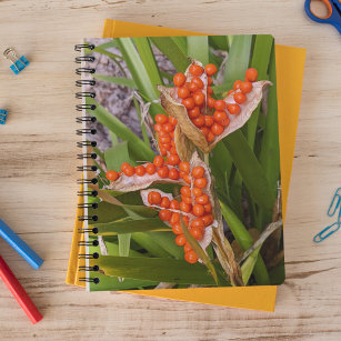 Stinking Iris Orange Seed Pods Photo Notebook